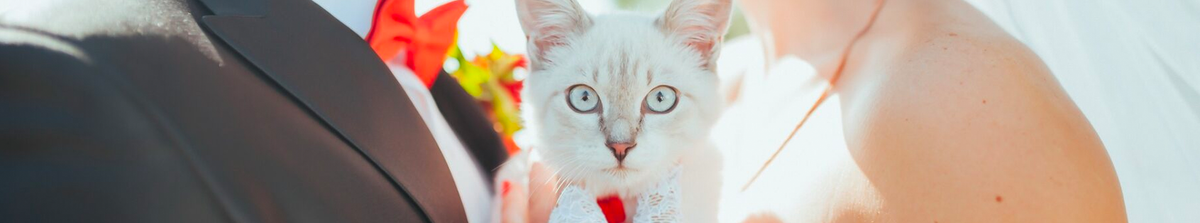 Pet Accessories