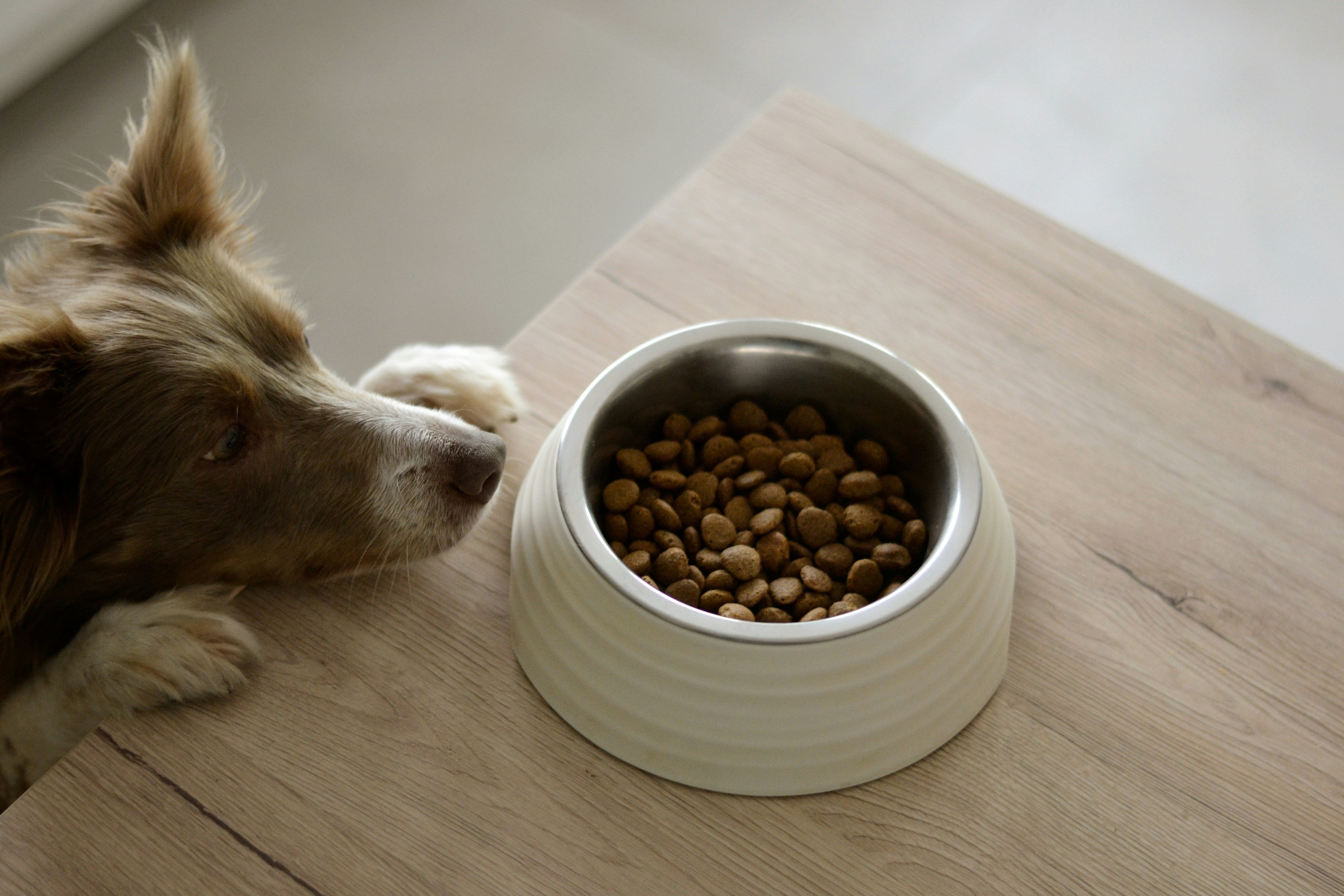Automatic Pet Feeder