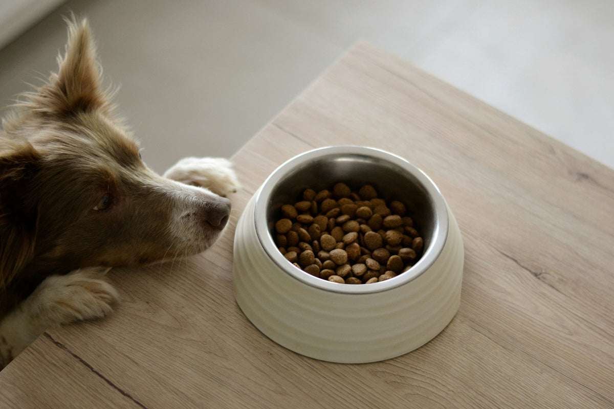 Automatic Pet Feeder
