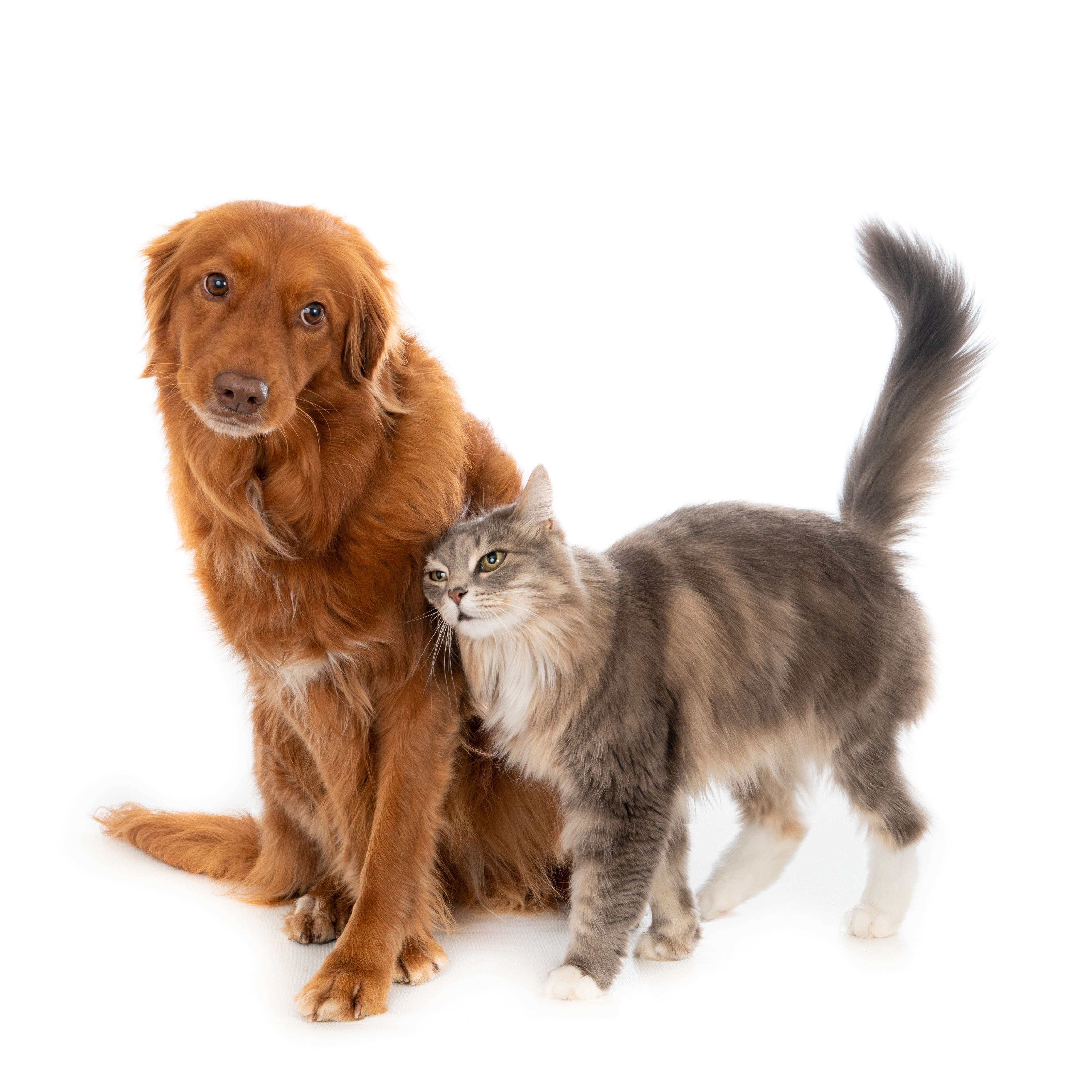 favorite Pets